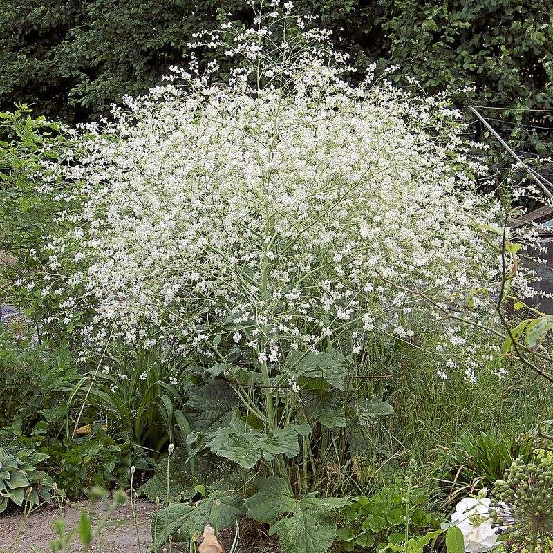 Crambe à feuilles cordées (Crambe cordifolia)