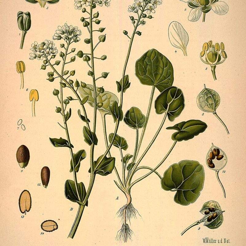 Cranson officinal (Cochlearia officinalis)