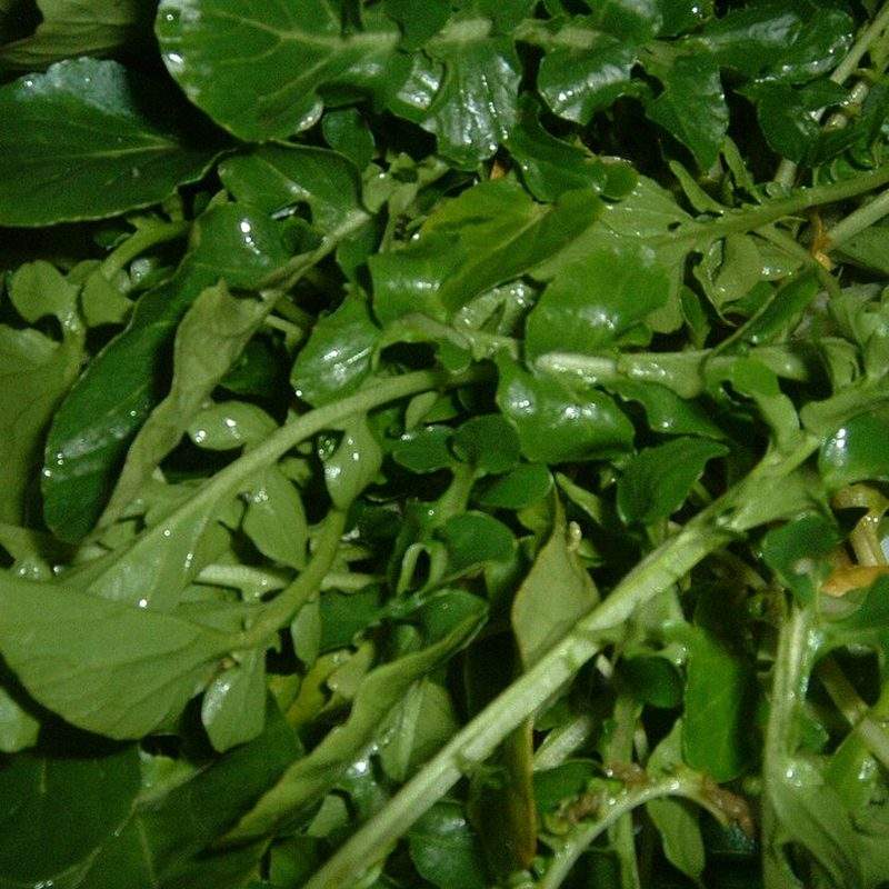 Cresson de fontaine (Nasturtium officinale)