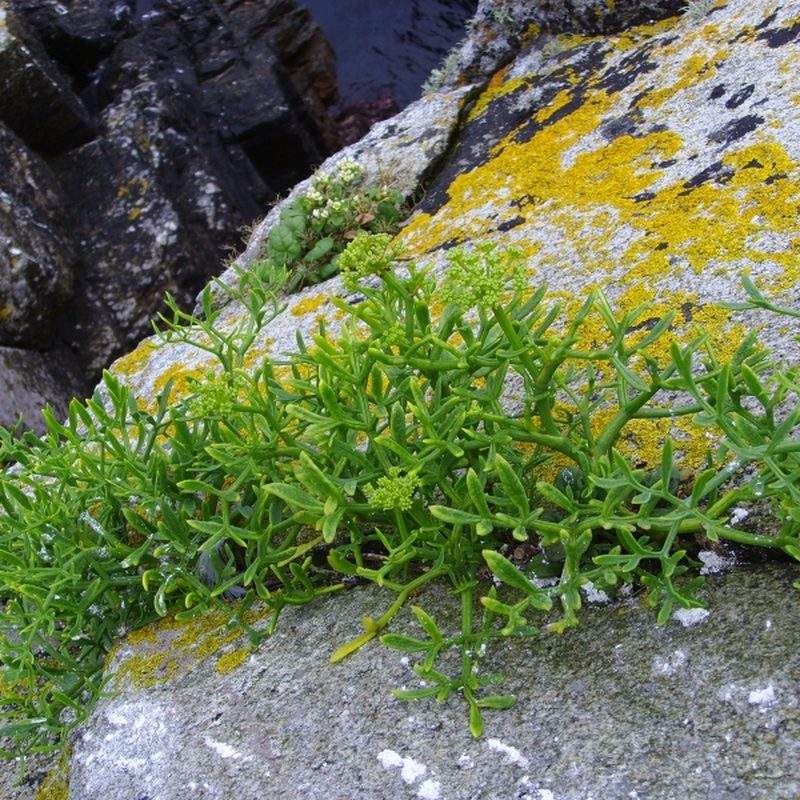 Criste marine (Crithmum maritimum)