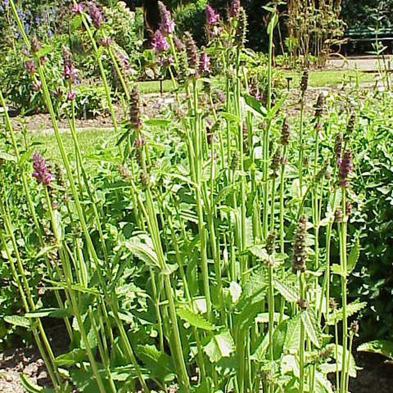 Crosne du Japon (Stachys affinis)
