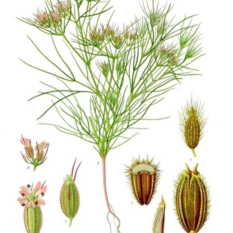 Cumin (Cuminum cyminum)