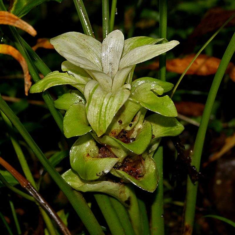 Curcuma (Curcuma longa)