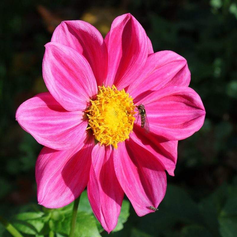 Dahlia (Dahlia pinnata)