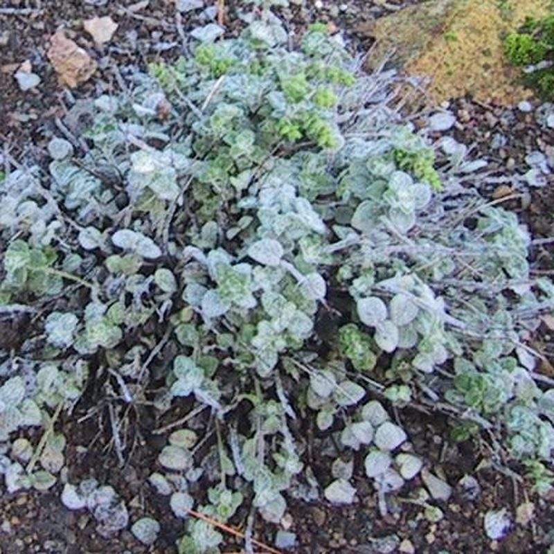 Dictame de Crète (Origanum dictamnus)