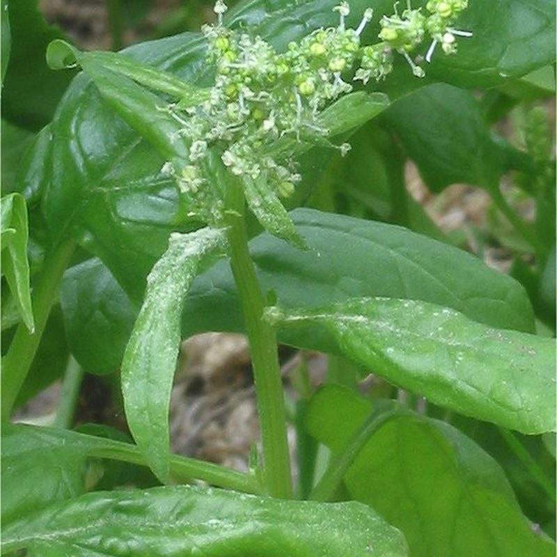 Épinard (Spinacia oleracea)