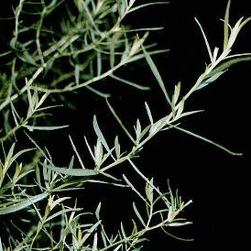 Estragon (Artemisia dracunculus)