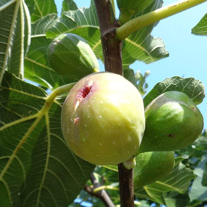 Figuier (Ficus carica)