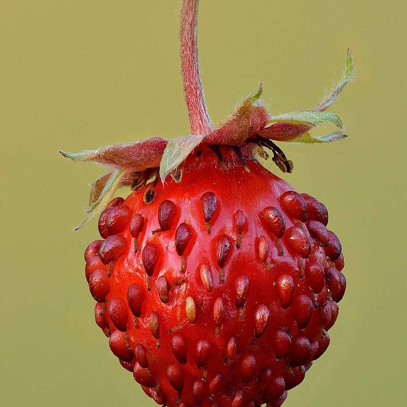 Fraisier des bois (Fragaria vesca)