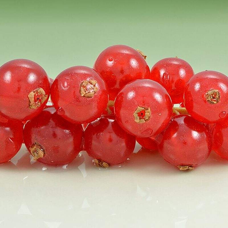 Groseillier à grappes (Ribes rubrum)
