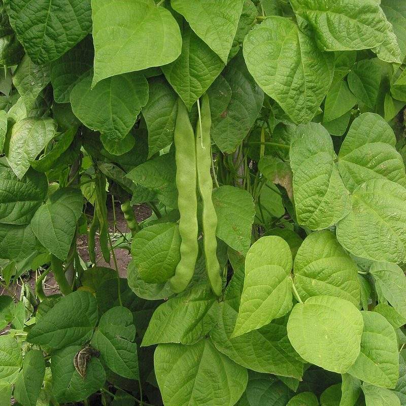 Haricot (Phaseolus vulgaris)
