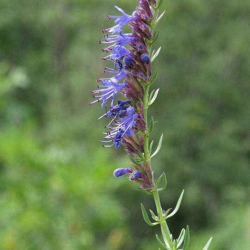 Hysope (Hyssopus officinalis)