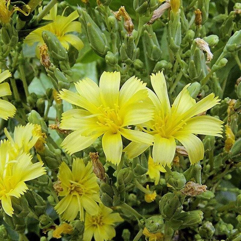 Laitue (Lactuca)