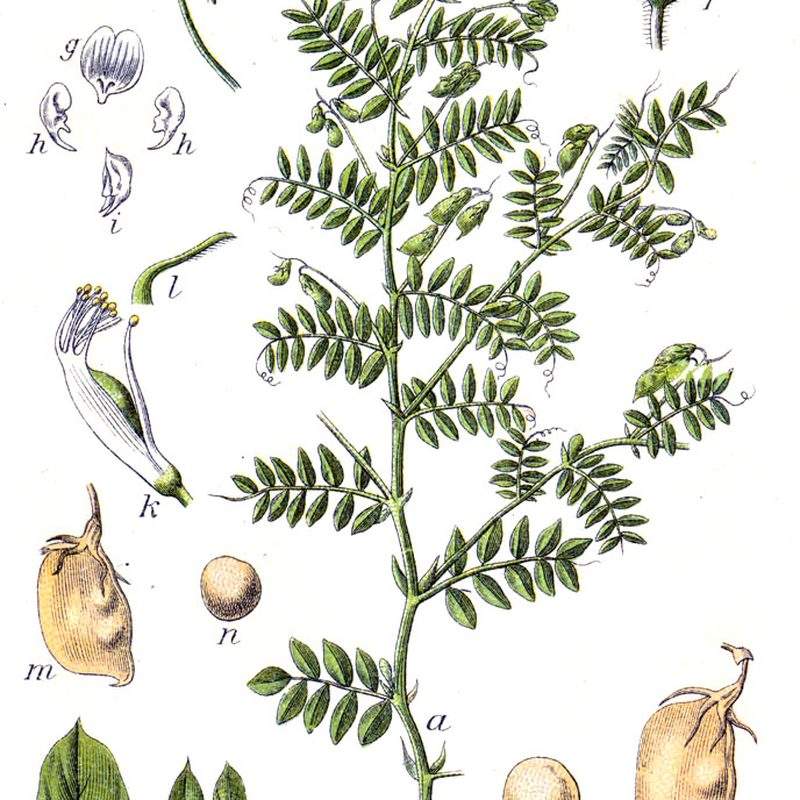 Lentille (Lens culinaris)
