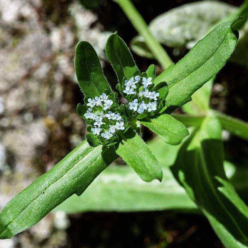 Mâche (Valerianella locusta)