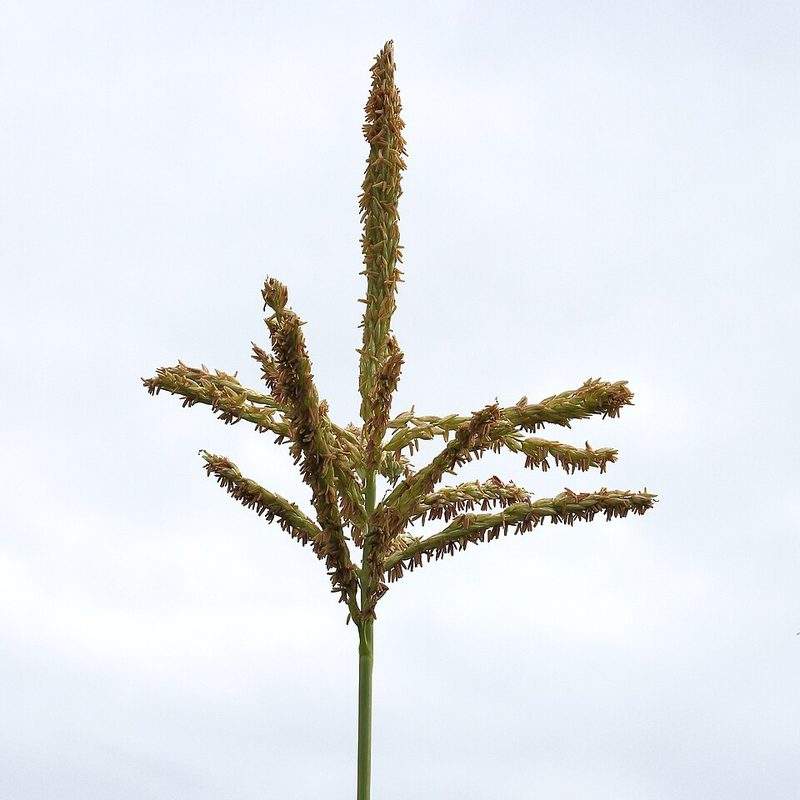 Maïs à éclater (Zea mays var. everta)
