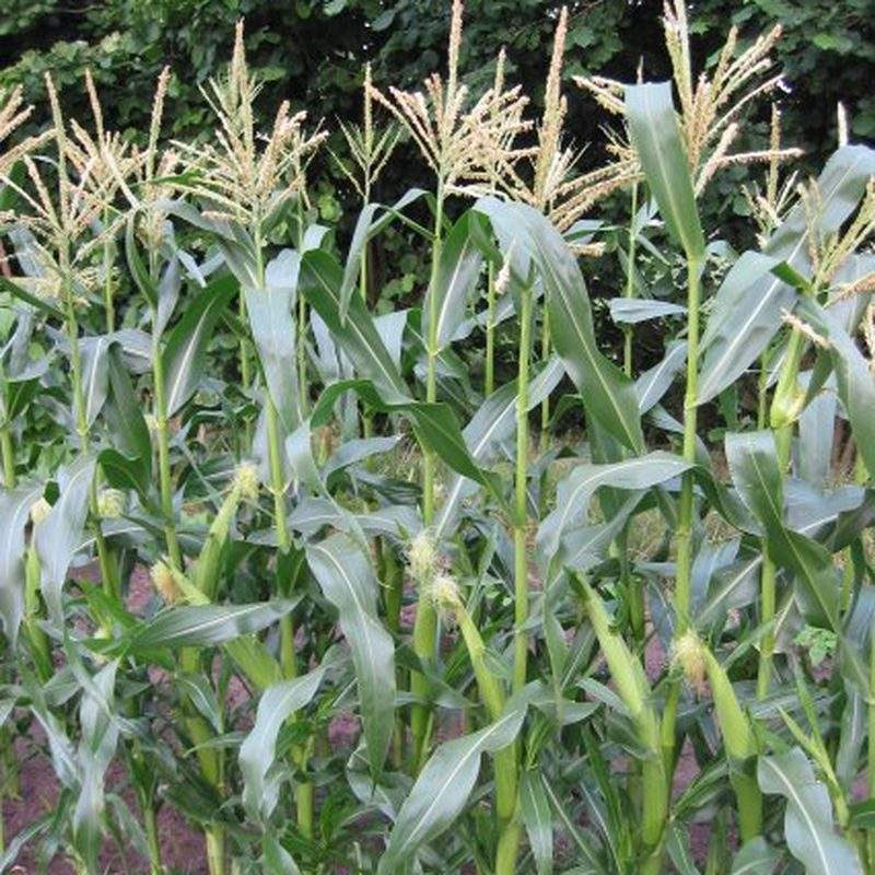Maïs doux (Zea mays Saccharata Group)
