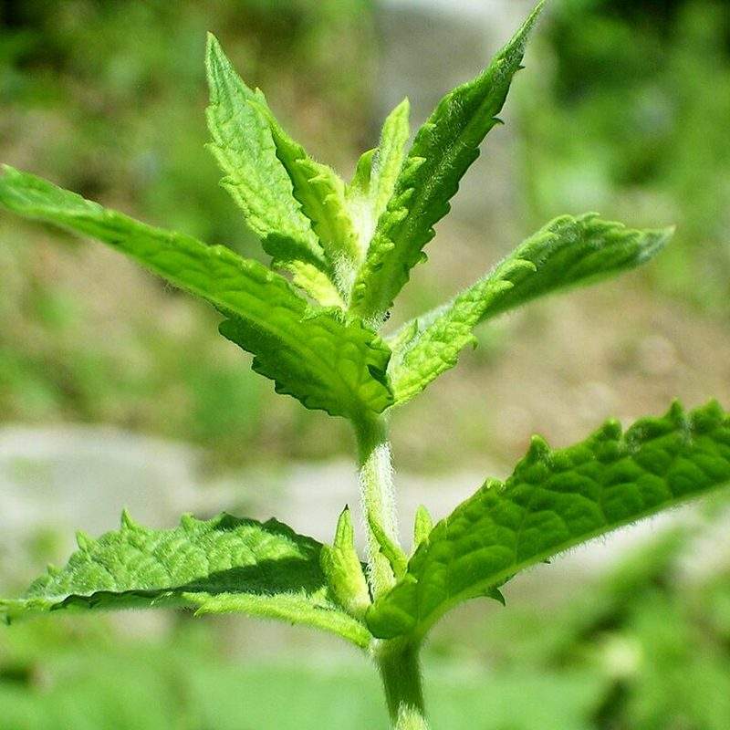 Menthe verte (Mentha spicata)