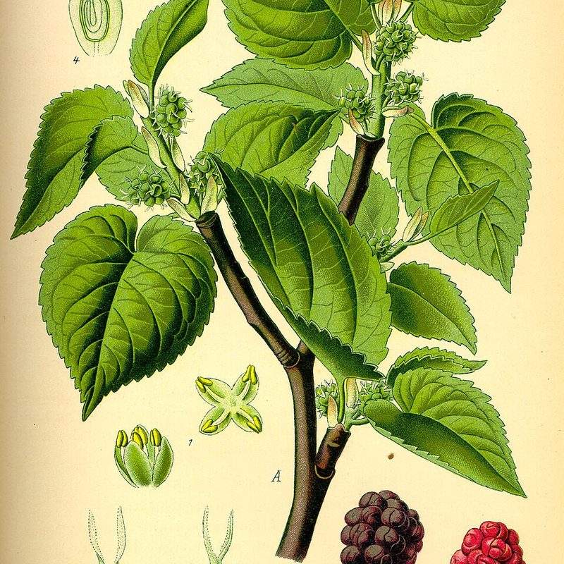 Mûrier noir (Morus nigra)