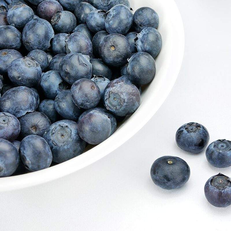 Myrtillier américain (Vaccinium sect. Cyanococcus)