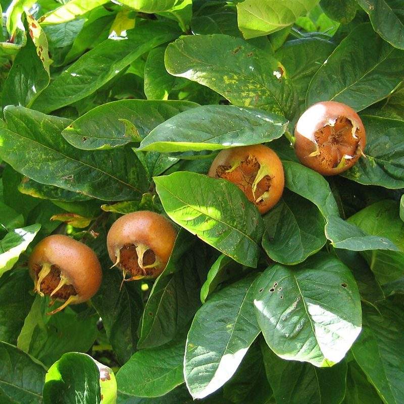 Néflier (Mespilus germanica)