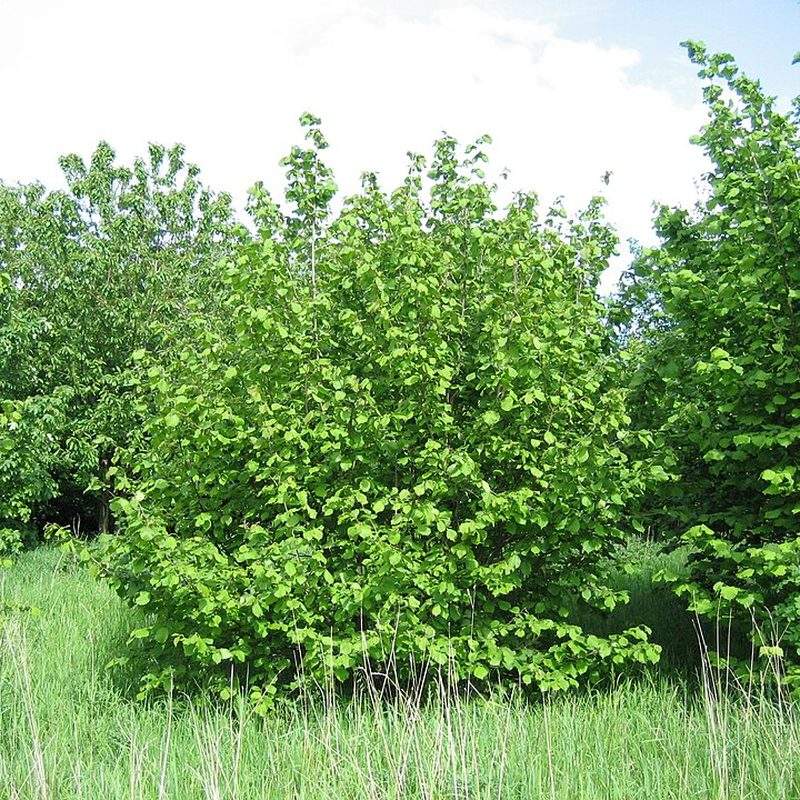 Noisetier (Corylus avellana)
