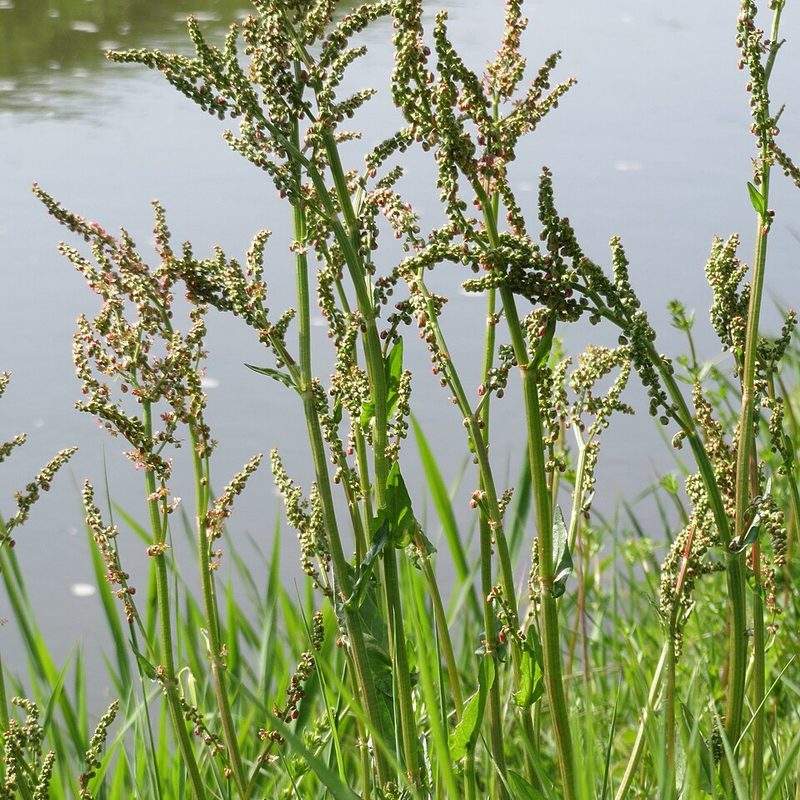 Oseille (Rumex acetosa)