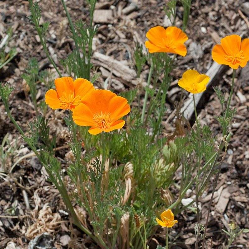 Pavot de Californie (Eschscholzia californica)