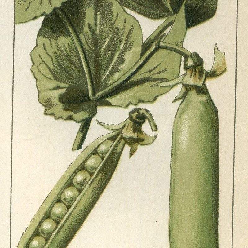 Petit pois (Pisum sativum subsp. sativum)