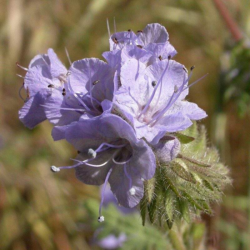 Phacélie (Phacelia tanacetifolia)