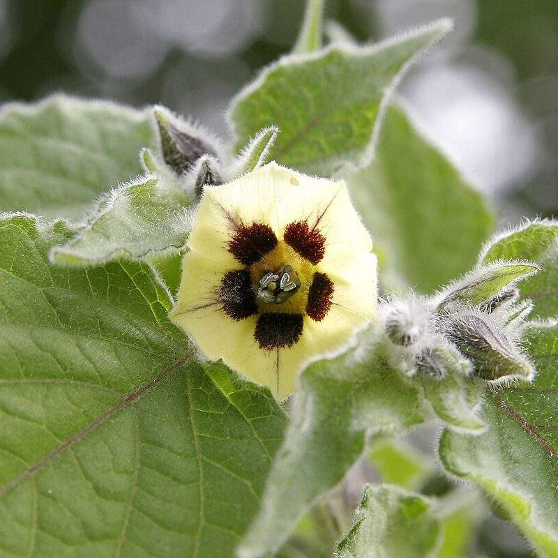 Physalis (Physalis peruviana)