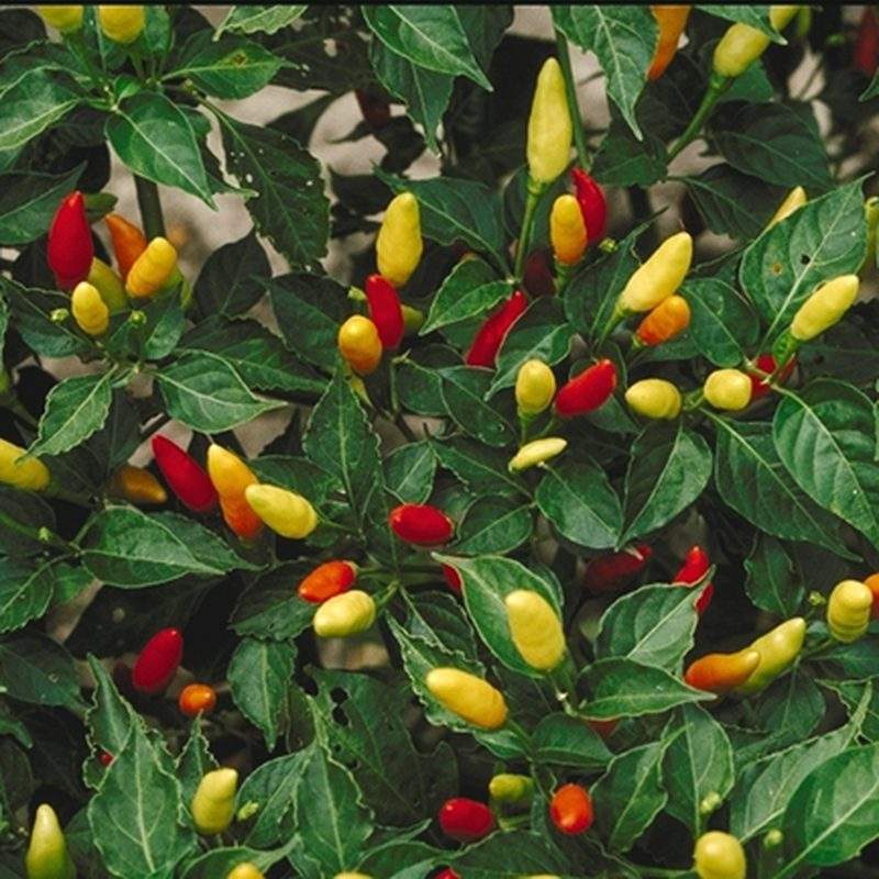 Piment oiseau (Capsicum frutescens)