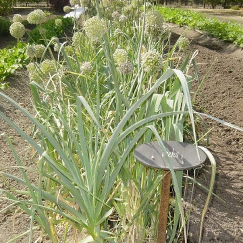 Poireau (Allium ampeloprasum var. porrum)