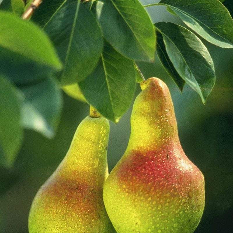 Poirier (Pyrus communis)