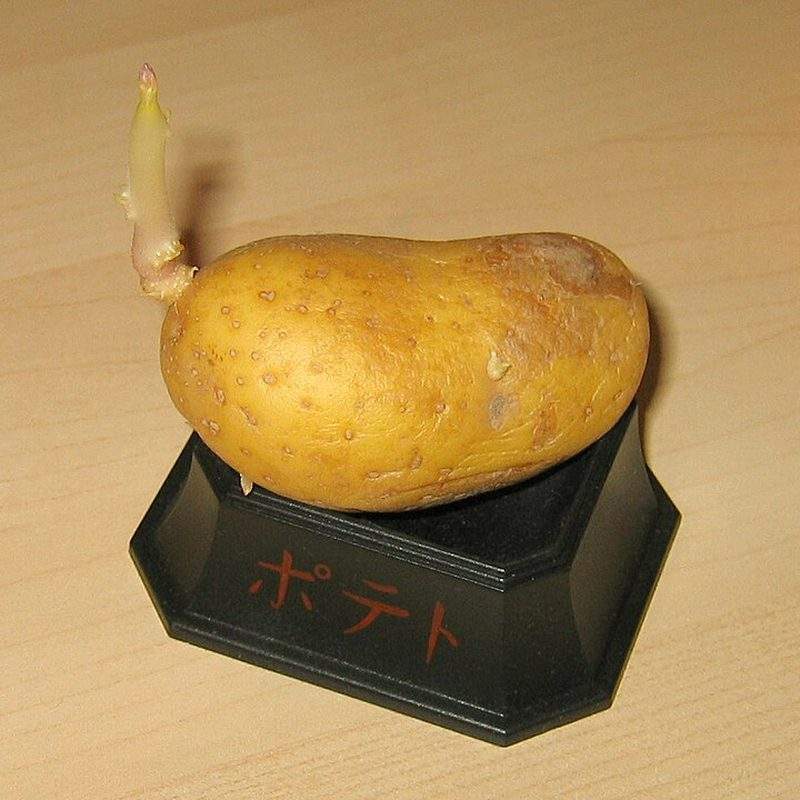 Pomme de terre (Solanum tuberosum)