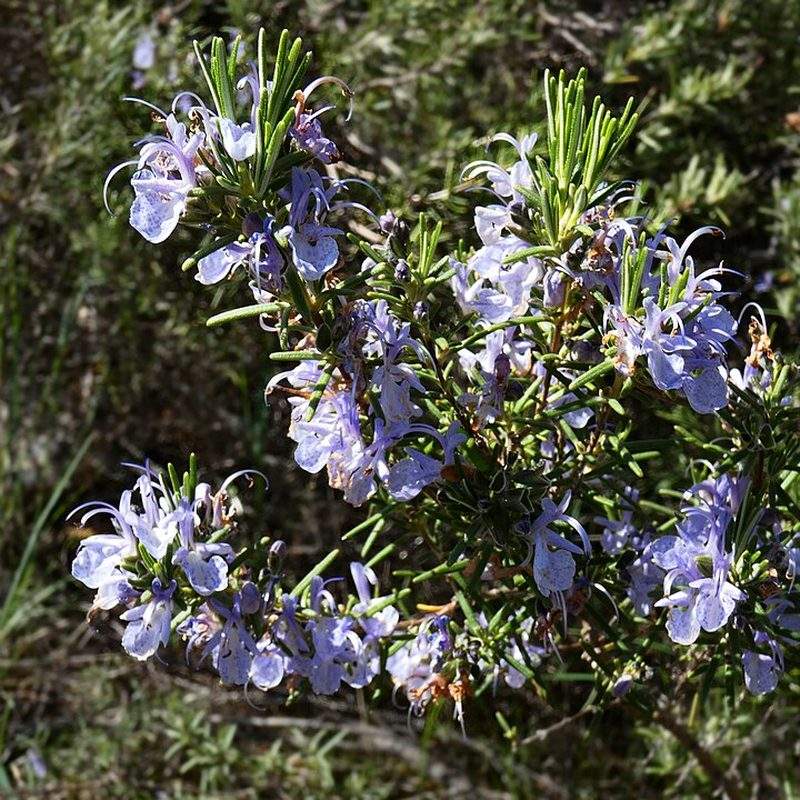 Romarin (Salvia rosmarinus)
