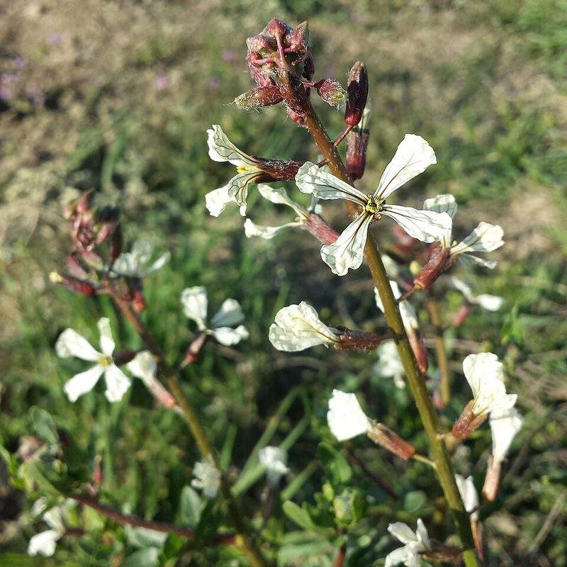 Roquette (Eruca)