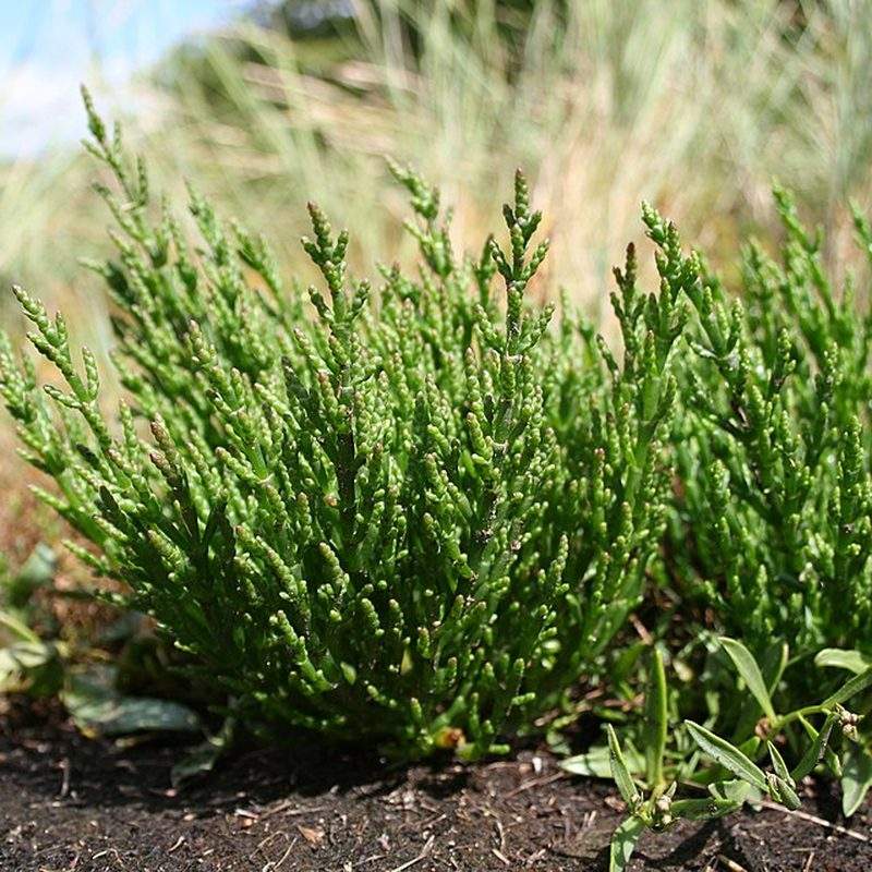Salicorne (Salicornia europaea)