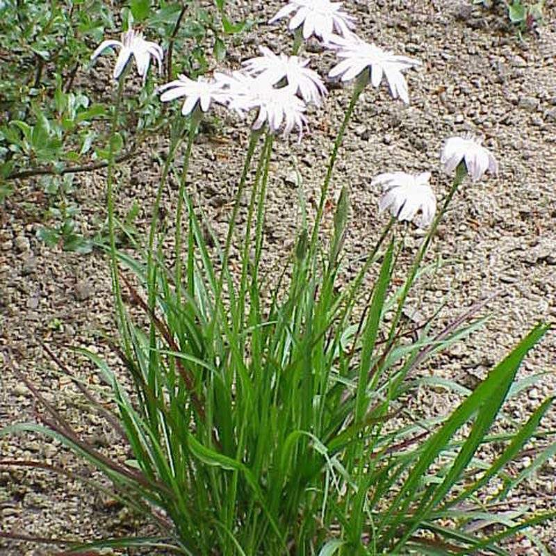 Scorsonère (Scorzonera)