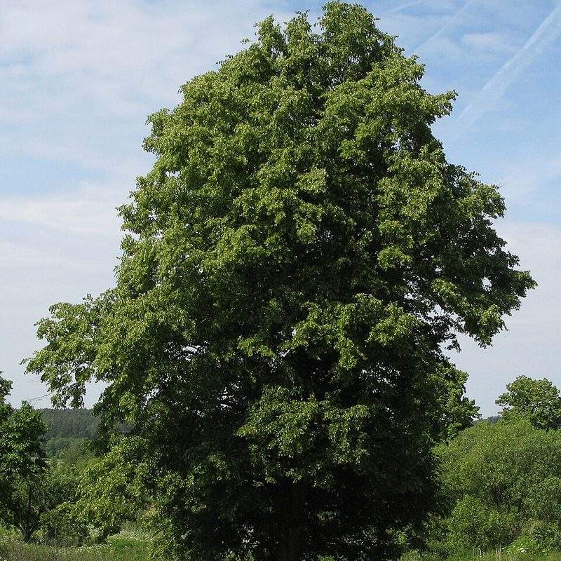 Tilleul à petites feuilles (Tilia cordata)