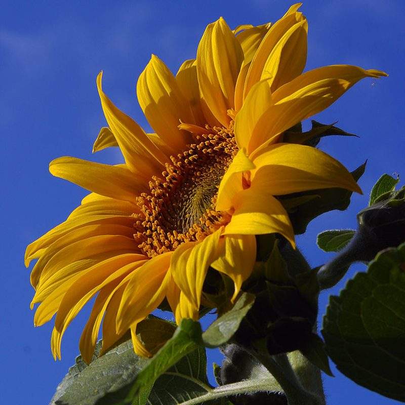 Tournesol (Helianthus annuus)