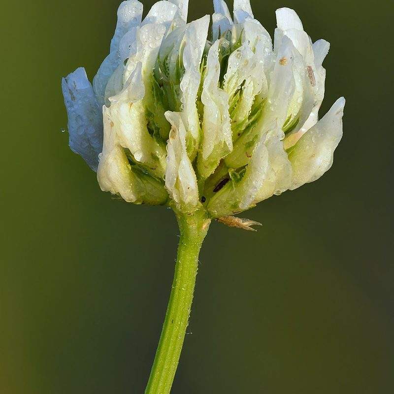 Trèfle blanc (Trifolium repens)