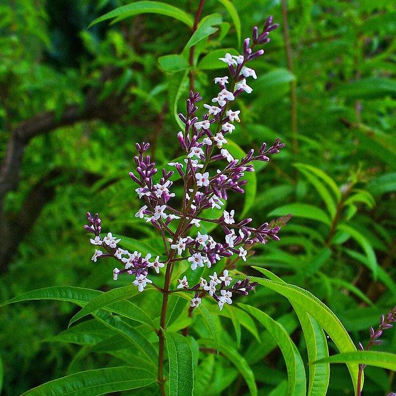 Verveine citronnelle (Aloysia citrodora)