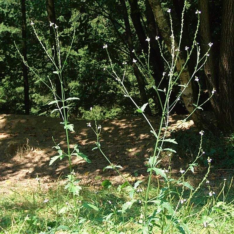 Verveine officinale (Verbena officinalis)