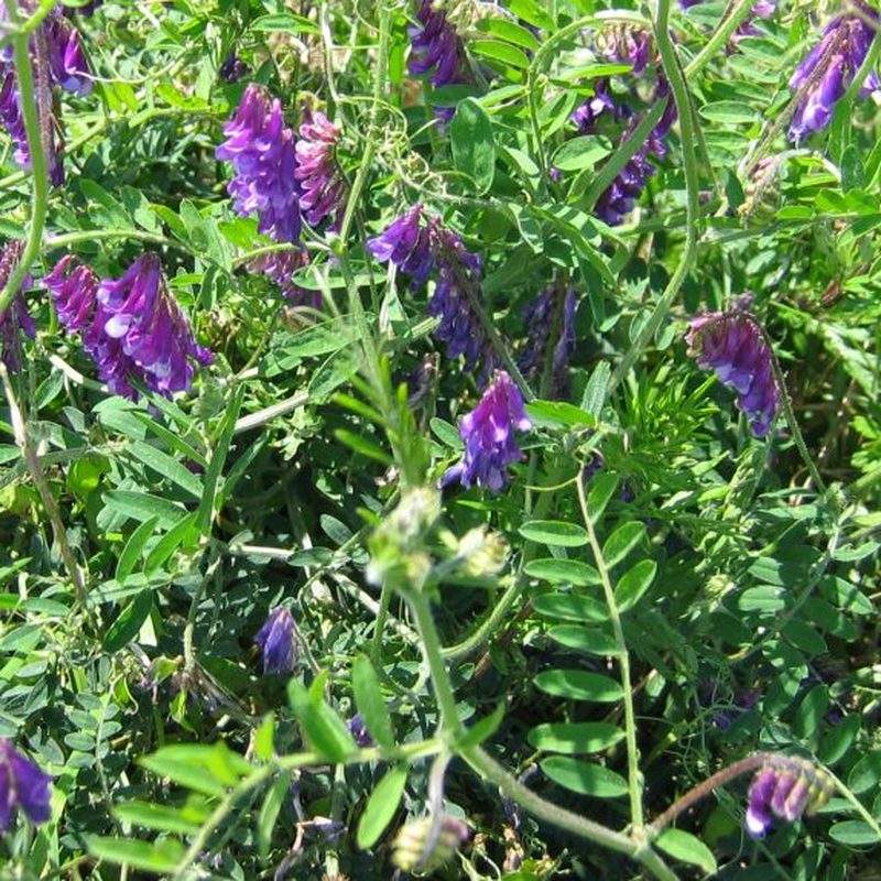 Vesce velue (Vicia villosa)