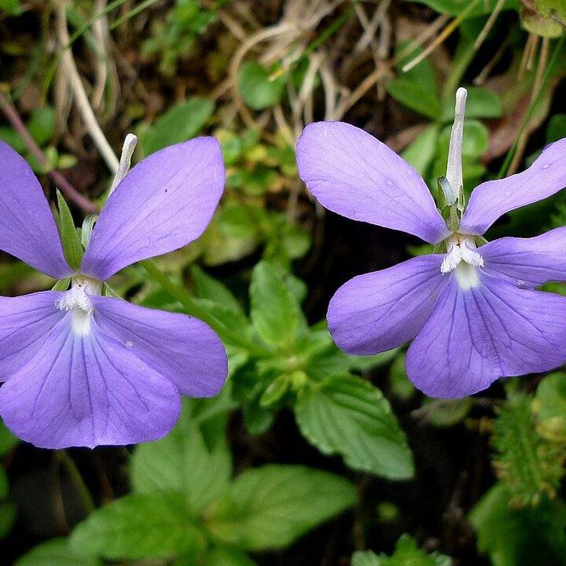 Violette cornue (Viola cornuta)