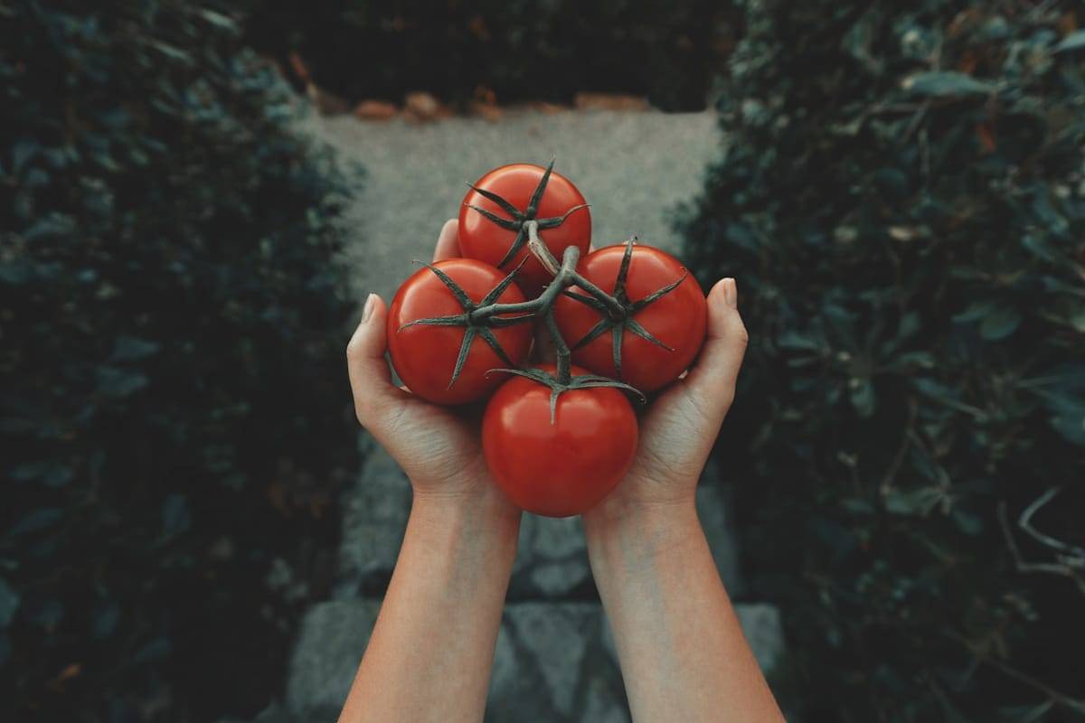 Grappe de tomates mûres tenue à deux mains