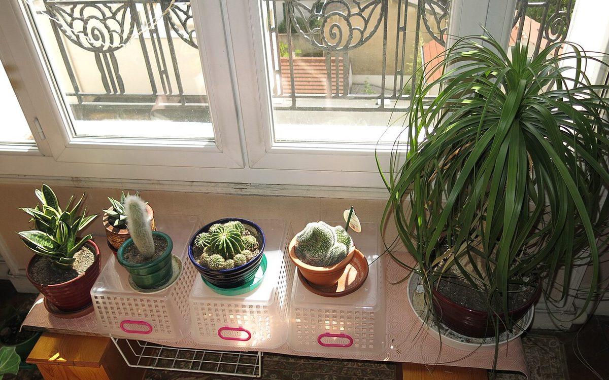Plantes d'intérieur en pots, sansevière, cactus et pied d'éléphant, sur une étagère devant une fenêtre