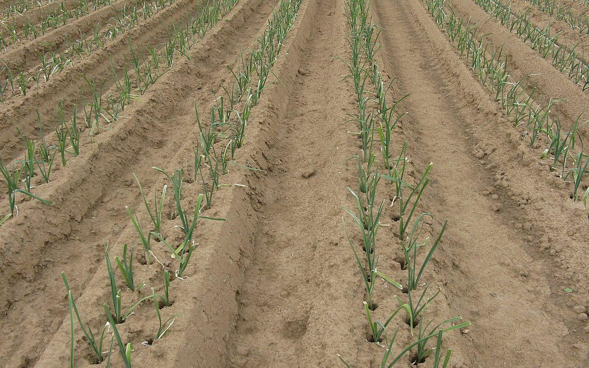 Jeunes poireaux plantés au trou en doubles rangs, sur des planches de terre buttées