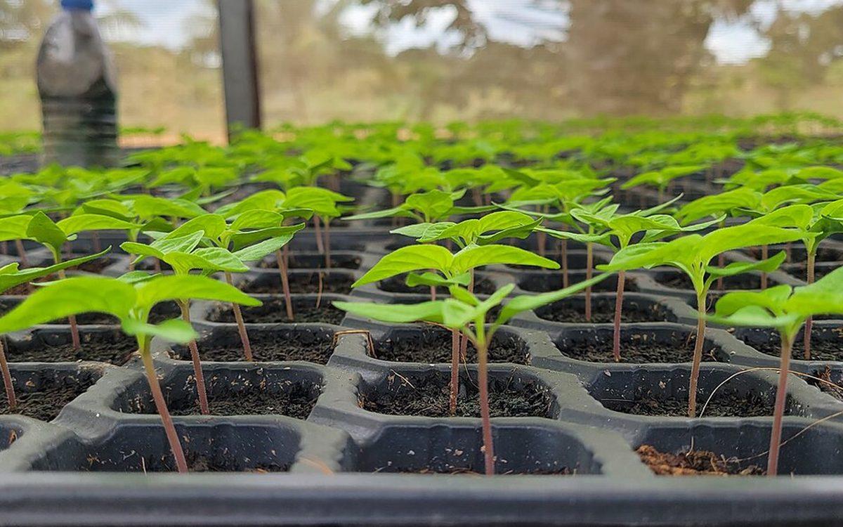 Jeunes plants à deux feuilles dans une plaque de semis alvéolée remplie de terreau